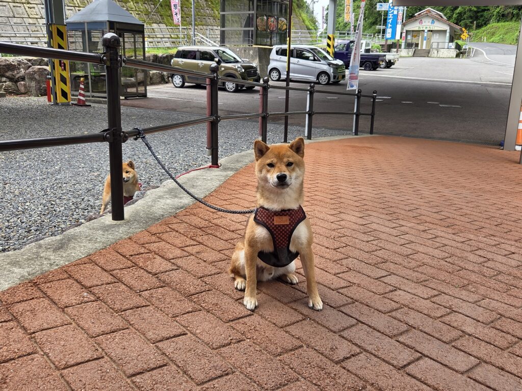 お知らせのサムネイル