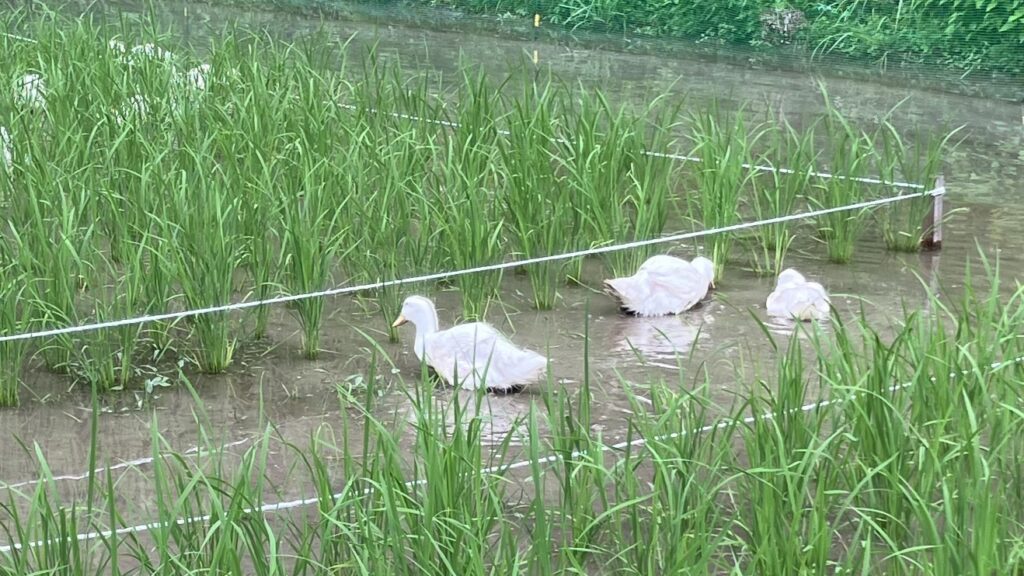 お知らせのサムネイル